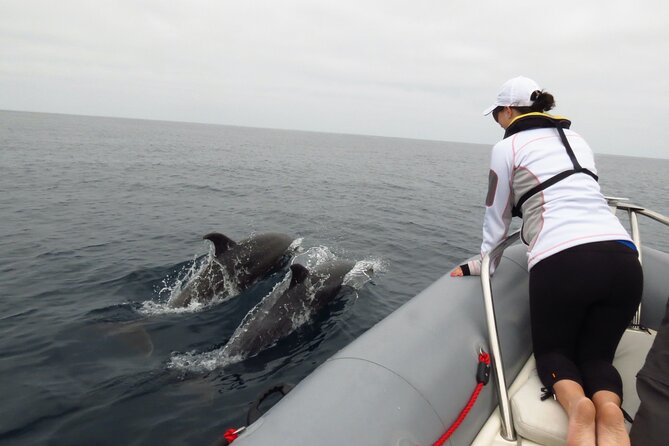 Whale and Dolphin Watching in San Diego - Is $149 a Fair Price?