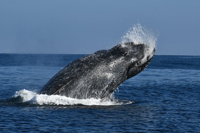 Whale and Dolphin Watching in San Diego - Who Will Enjoy This Trip Most?