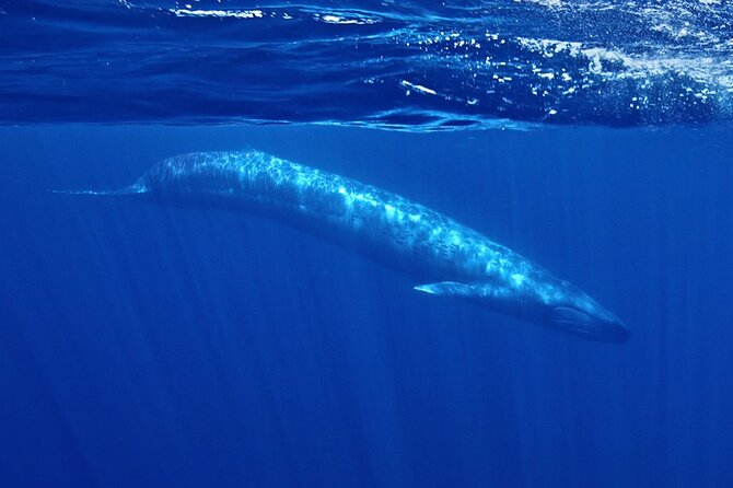 Whale and Dolphin Watching in San Diego Speedboat Tour - Key points to know before you book