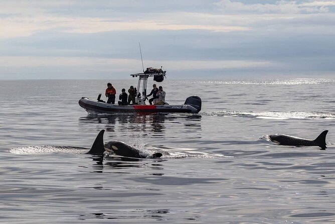 Whale and Dolphin Watching in San Diego Speedboat Tour - Starting at Seaforth Marina in Mission Bay