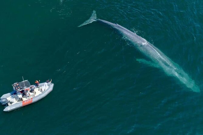Whale and Dolphin Watching in San Diego Speedboat Tour - Winter and spring: looking for gray whales