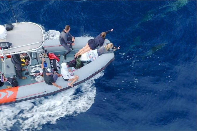 Whale and Dolphin Watching in San Diego Speedboat Tour - Summer brings the chance of blue whales