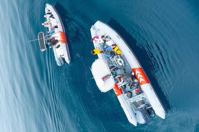 Whale and Dolphin Watching in San Diego Speedboat Tour - Fall is the season for humpback action