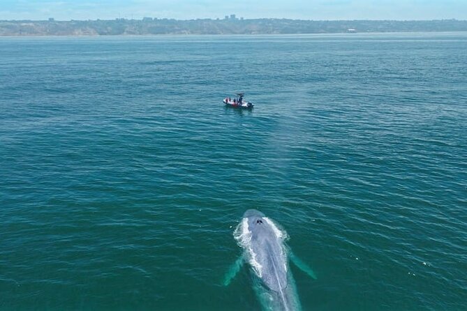 Whale and Dolphin Watching in San Diego Speedboat Tour - Dolphins are the year-round attraction