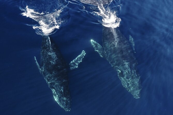 Whale and Dolphin Watching in San Diego Speedboat Tour - What the crew adds to the trip