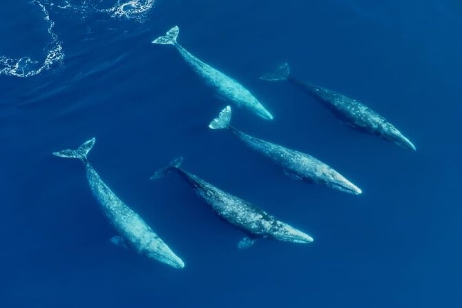 Whale and Dolphin Watching in San Diego Speedboat Tour - Why the small six-person boat changes the experience
