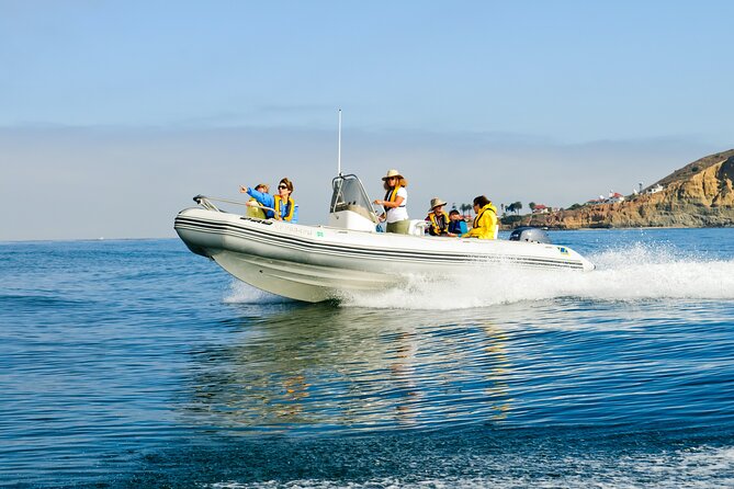 Whale and Dolphin Watching in San Diego - Dolphins Often Become the Main Event