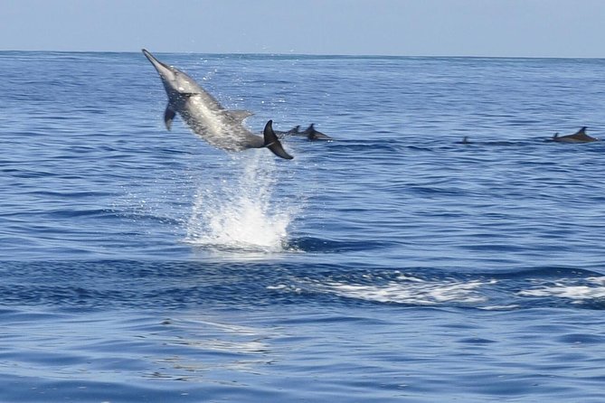 Whale and Dolphin Watching Private Boat Tour from Mauritius - Key points to know before booking