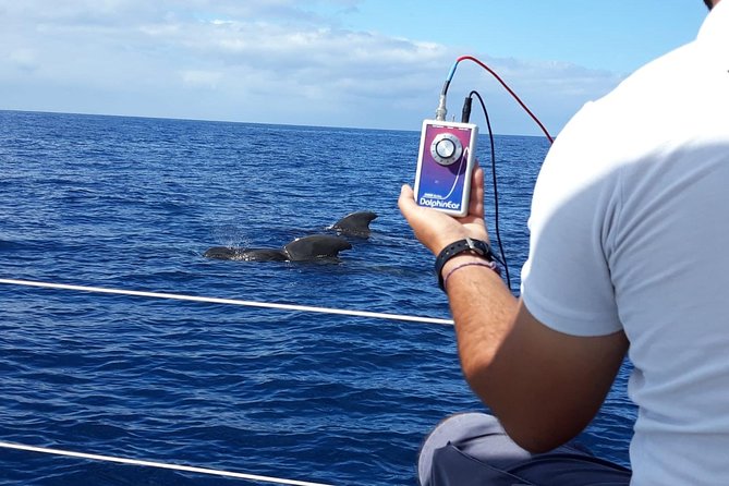 Whale and Dolphin Watching Sailing Boat with Drinks, Snacks and Swimming Time - Champagne, sandwiches, and drinks aboard