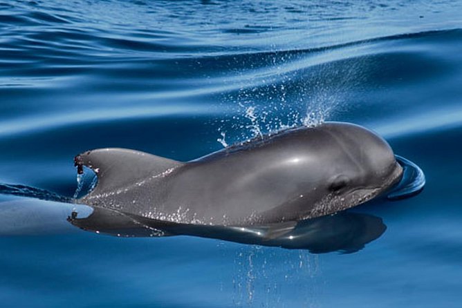 Whale and Dolphin Watching Sailing Boat with Drinks, Snacks and Swimming Time - Who will enjoy this boat trip most