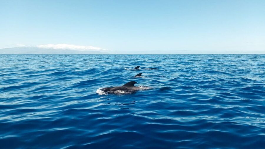 Whale and Dolphin Watching Sailing Tour – Los Gigantes (3H) - Key points to know before booking