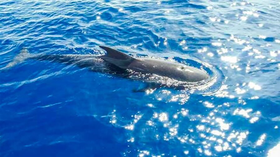 Whale and Dolphin Watching Sailing Tour – Los Gigantes (3H) - Should you book the Los Gigantes yacht tour?
