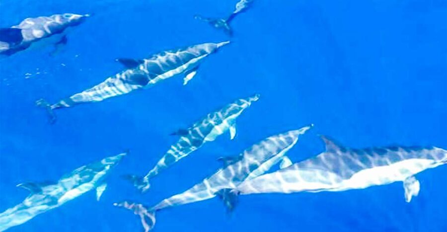 Whale and Dolphin Watching Sailing Tour – Los Gigantes (3H) - Setting sail from Los Gigantes