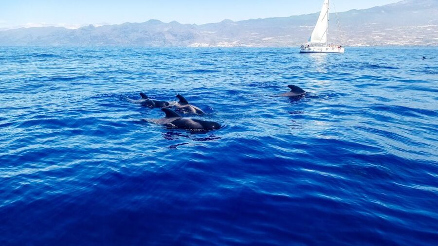 Whale and Dolphin Watching Sailing Tour – Los Gigantes (3H) - Sailing beneath the 600-meter Cliffs of the Giants
