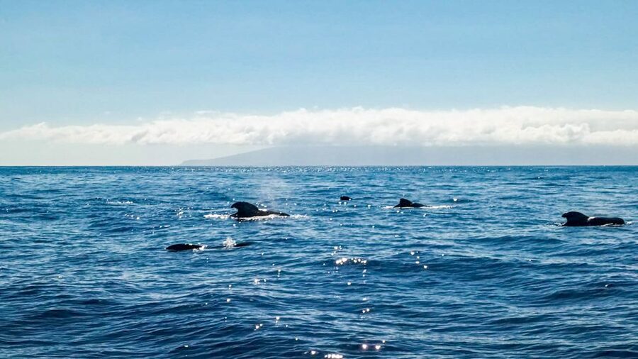 Whale and Dolphin Watching Sailing Tour – Los Gigantes (3H) - Who will enjoy this sailing trip most?