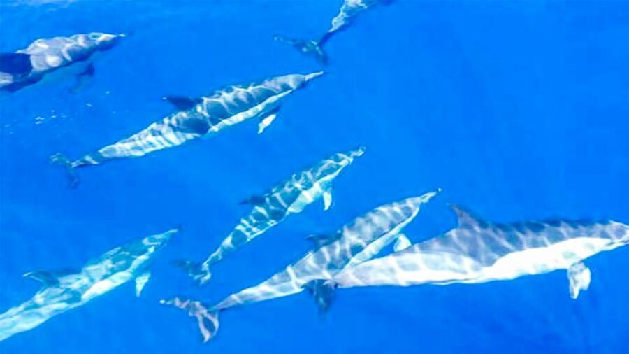Whale and Dolphin Watching Sailing Tour – Los Gigantes (3H) - Whale watching in the Teno-Rasca Marine Reserve