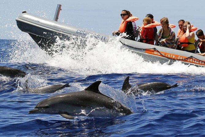 Whale and Dolphin Watching Tour from Funchal - Key points to know before you book
