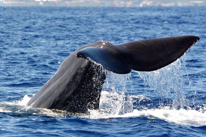 Whale and Dolphin Watching Tour from Funchal - Setting out from Rota dos Cetáceos in Funchal