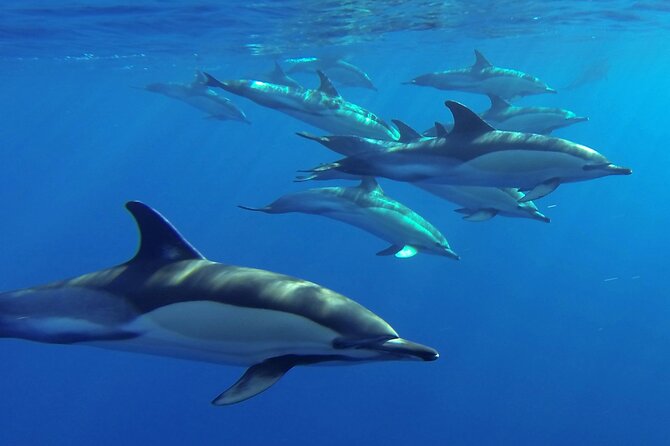 Whale and Dolphin Watching Tour from Funchal - What the marine biologists add