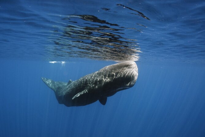 Whale and Dolphin Watching Tour from Funchal - Snorkelling and swimming with dolphins