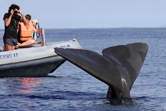 Whale and Dolphin Watching Tour from Funchal - Boat comfort, motion, and the group size