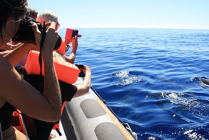 Whale and Dolphin Watching Tour from Funchal - Who will enjoy this Madeira boat trip?