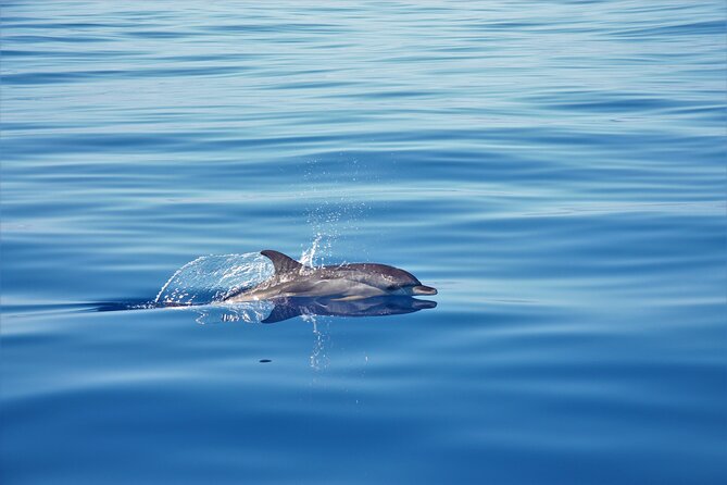 Whale and Dolphin Watching Tour in Madeira - Setting out from Calheta Marina