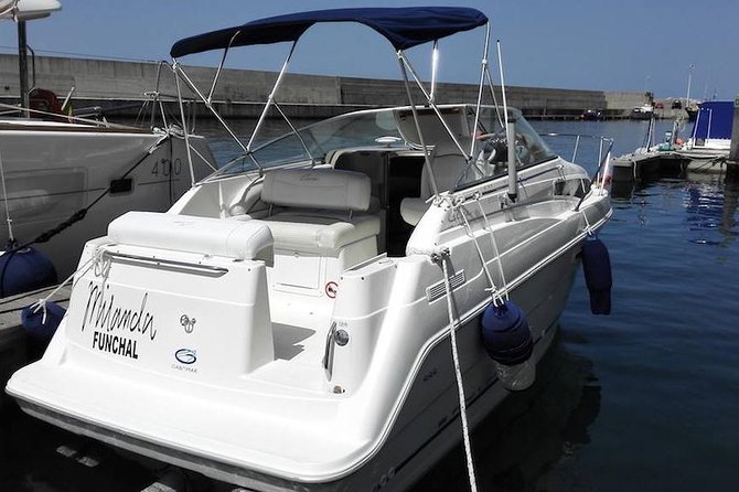 Whale and Dolphin Watching Tour in Madeira - Swimming and snorkeling near the southwest coast