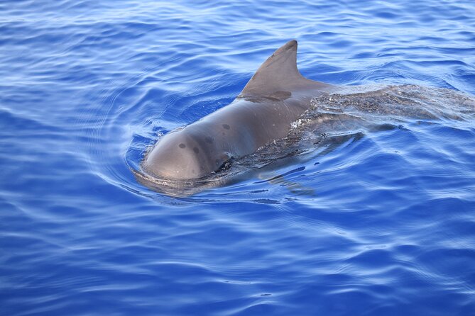 Whale and Dolphin Watching Tour in Madeira - Life onboard the yacht Miranda