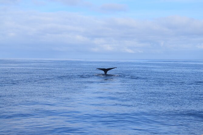 Whale and Dolphin Watching Tour in Madeira - The views are worth the boat ride