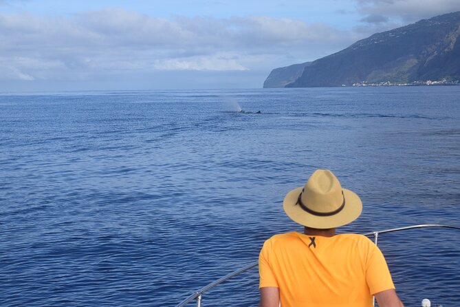 Whale and Dolphin Watching Tour in Madeira - How much value do you get for $83.44?