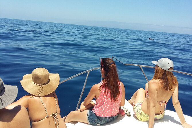 Whale and dolphin watching tour Los Gigantes and Masca in small groups - Learning about Tenerife beyond the shoreline