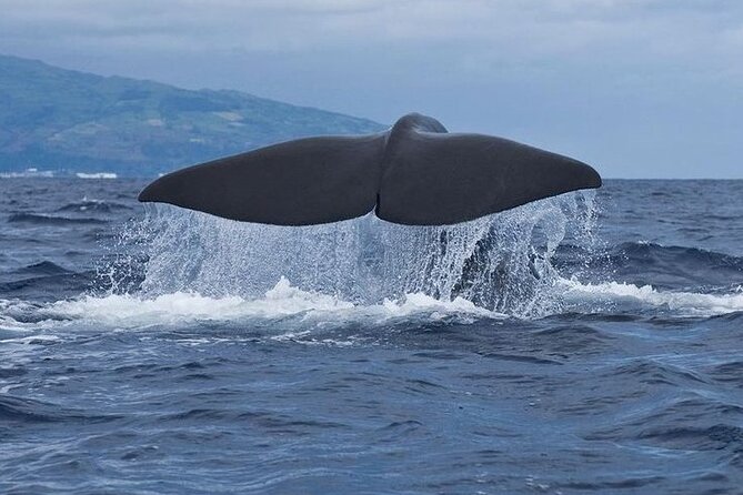 Whale and Dolphin Watching Tour on Pico Island - Setting Out from Lajes do Pico