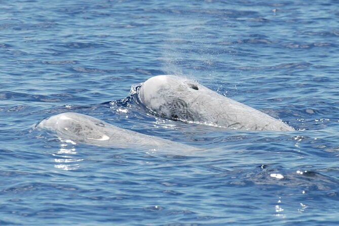 Whale and Dolphin Watching Tour on Pico Island - Who Will Enjoy This Trip Most