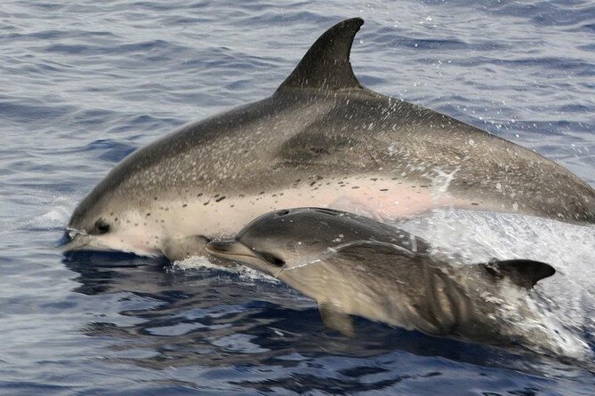 Whale and Dolphin Watching Tour on Pico Island - Planning Around Weather and Timing