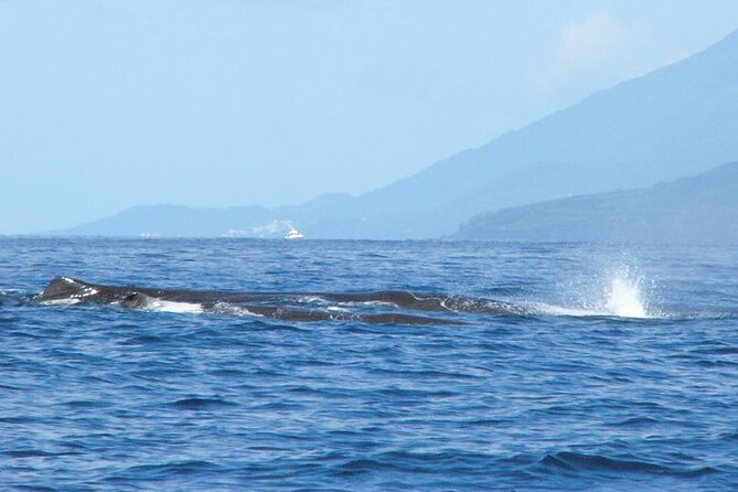 Whale and Dolphin Watching Tour on Pico Island - Should You Book the Pico Whale and Dolphin Tour?