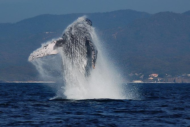 Whale and Dolphin Watching with a Biologist in Puerto Vallarta - Key points at a glance