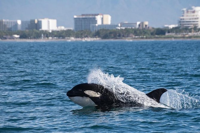Whale and Dolphin Watching with a Biologist in Puerto Vallarta - Hearing whale songs through a hydrophone