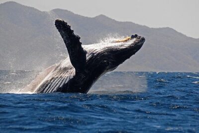 Whale and Dolphin Watching with a Biologist in Puerto Vallarta