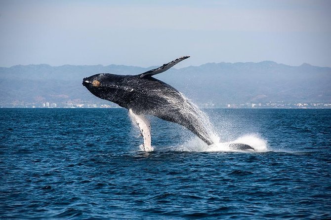 Whale and Dolphin Watching with a Biologist in Puerto Vallarta - The four-hour rhythm on the water