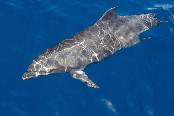 Whale and Dolphin Watching Yacht Trip in Puerto Colon - Key points to know before you book