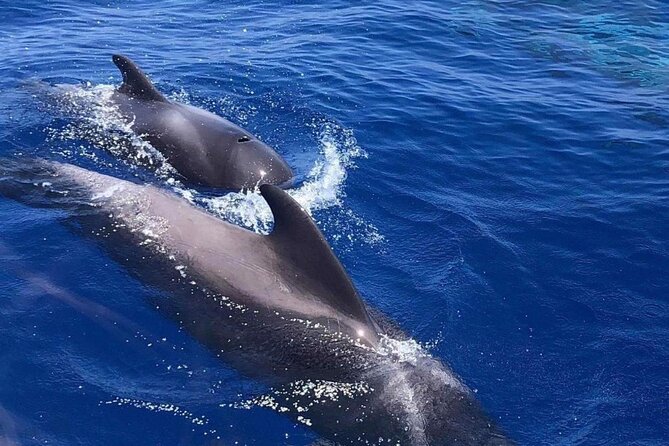 Whale and Dolphin Watching Yacht Trip in Puerto Colon - Picking the right departure time