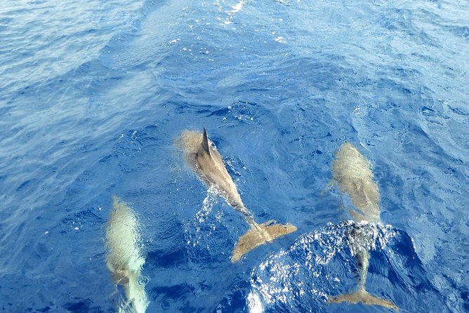 Whale and Dolphin Watching Yacht Trip in Puerto Colon - Weather, comfort, and what can go wrong