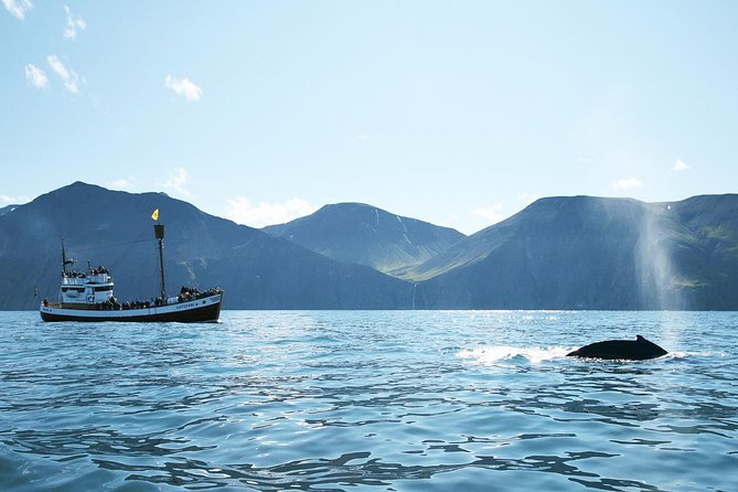 Whale and Puffin Watching around Skjálfandi Bay from Husavik - Five things to know before boarding