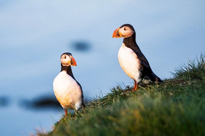 Whale and Puffin Watching around Skjálfandi Bay from Husavik - What the 3.5-hour route gives you