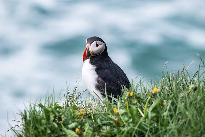 Whale and Puffin Watching around Skjálfandi Bay from Husavik - Hot chocolate, cinnamon buns, and warm clothing