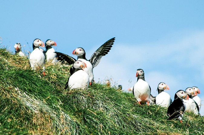 Whale and Puffin Watching around Skjálfandi Bay from Husavik - Is $139.08 a fair price?