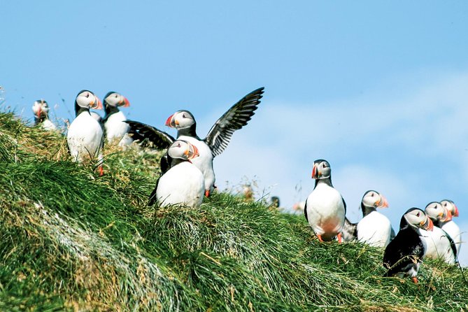 Whale and Puffin Watching around Skjálfandi Bay from Husavik - How crowded viewing areas affect the trip