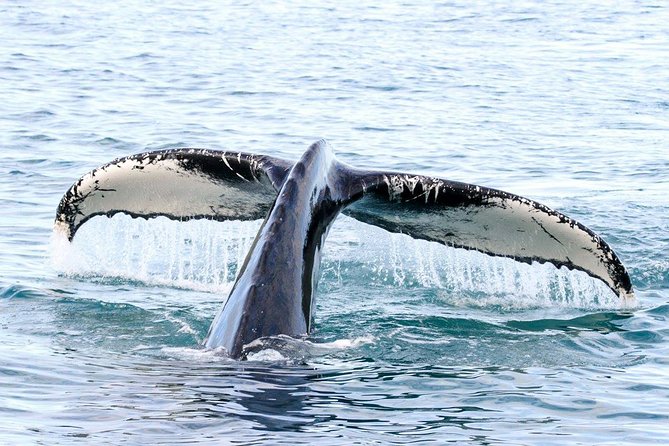 Whale and Puffin Watching around Skjálfandi Bay from Husavik - When weather changes the plan