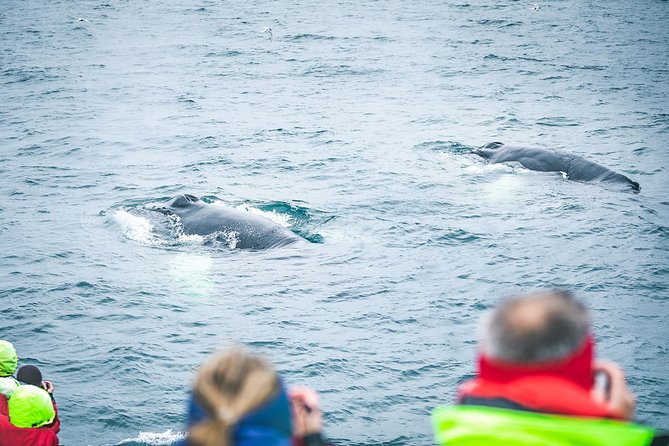 Whale and Puffin Watching around Skjálfandi Bay from Husavik - Watching humpbacks, minke whales, and dolphins